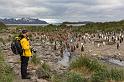 037 Zuid-Georgie, Salisbury Plains, koningspinguins